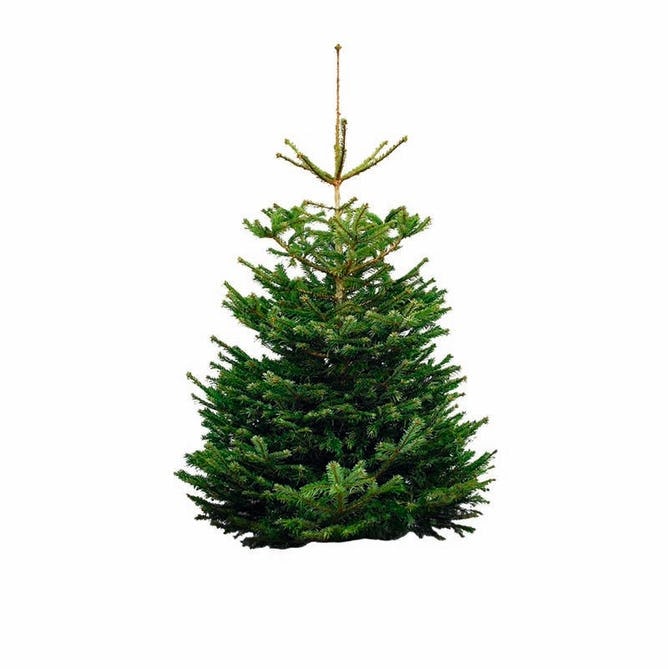 Juletræ - det mest populære er Nordmannsgranen.