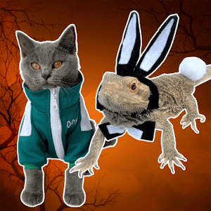 Squid Game-kat og Playboy-øgle: Det skal dit kæledyr være til halloween