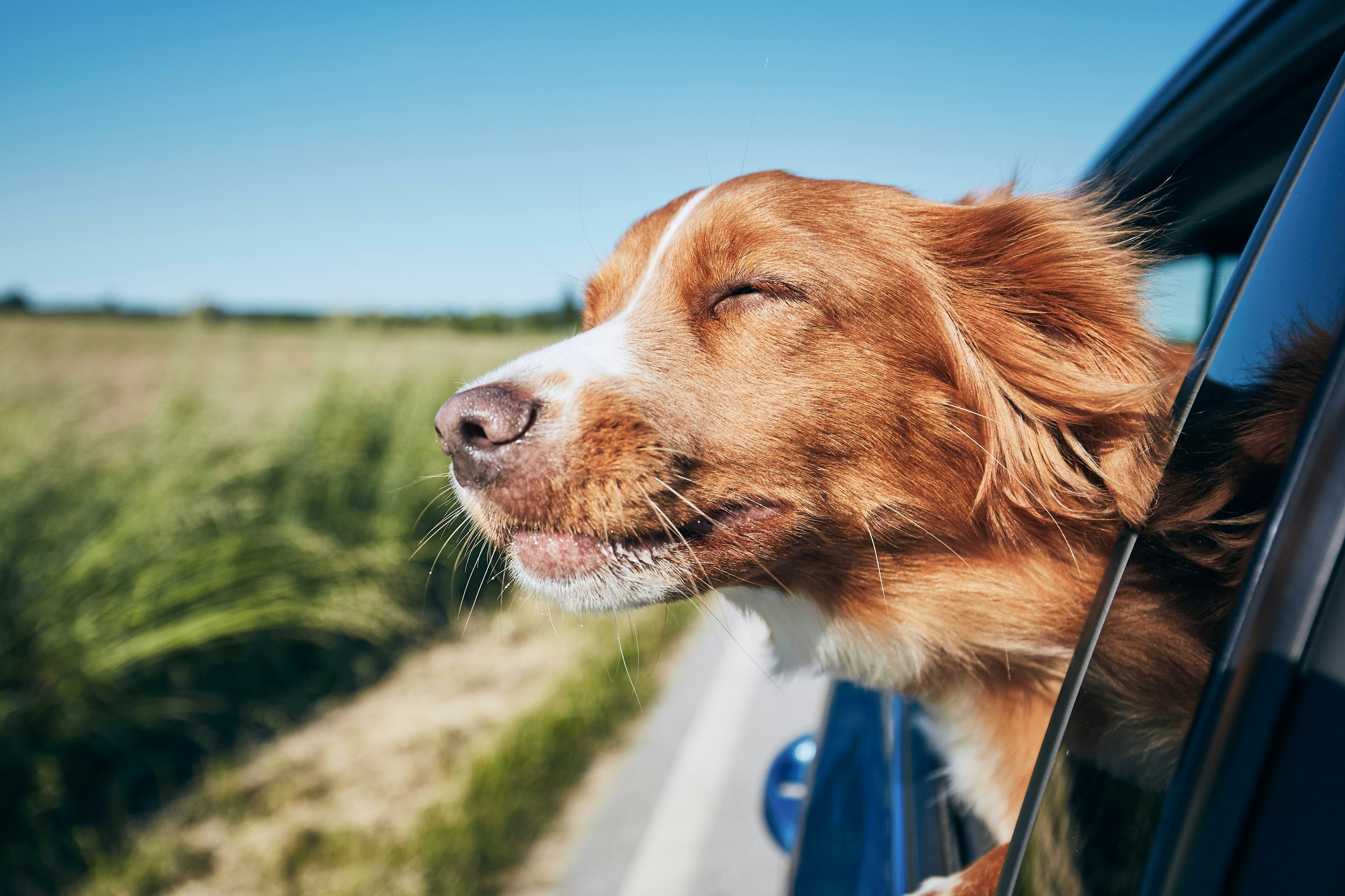 Når som helst Sentimental Foragt 11 vaner din hund kan kopiere fra dig | Femina