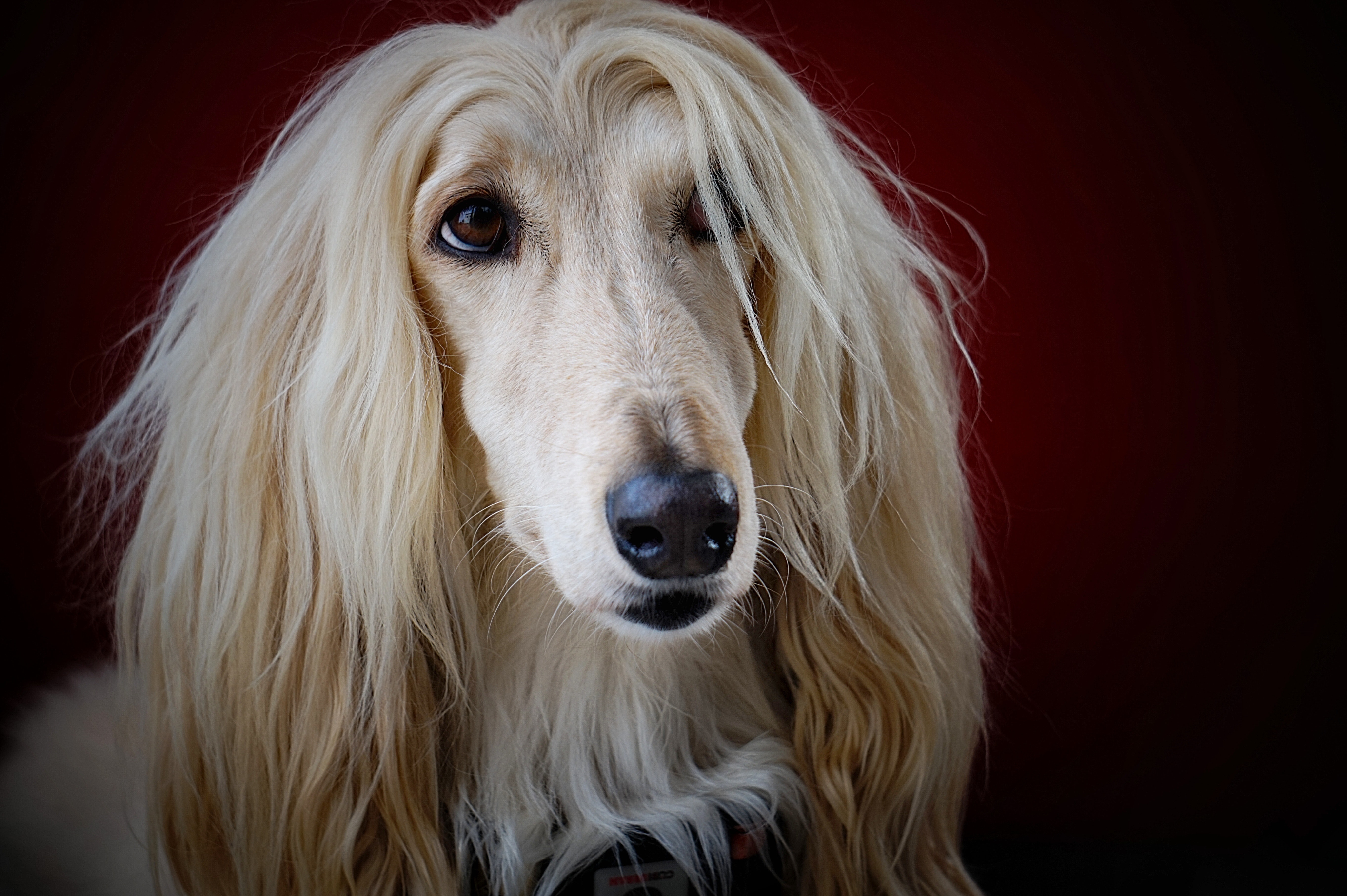 lægemidlet seng justere Rapunzel-hund går viralt: Hvorfor har den lækrere hår end mig? | Femina