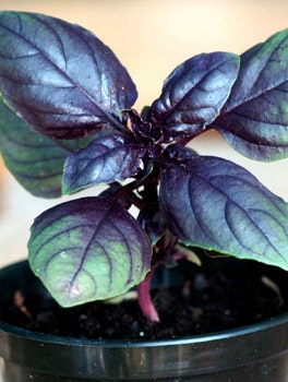 Blå basilikum plante 