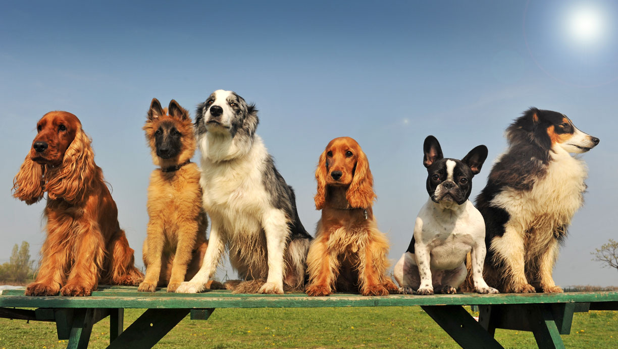 lyse definitive ophøre Test dig selv: Hvilken hunderace er du? | Femina