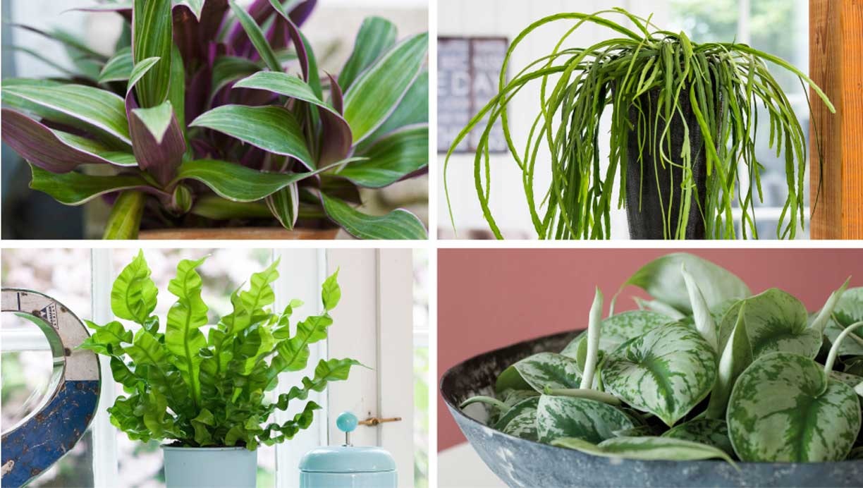 7 indendørs planter der kan leve med meget lidt | Femina