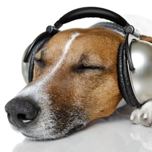 Hund, der lytter til musik
