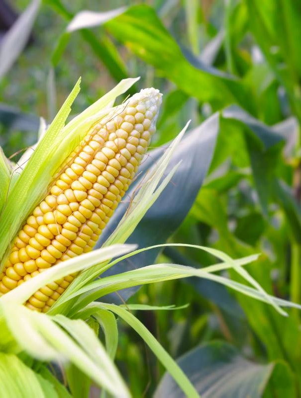rulletrappe bygning efterspørgsel Dyrk majs i haven - se her, hvordan du lykkes. | SØNDAG