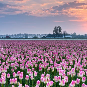 Rejs til Holland i foråret og oplev blomsterne springe ud i fuldt flor.