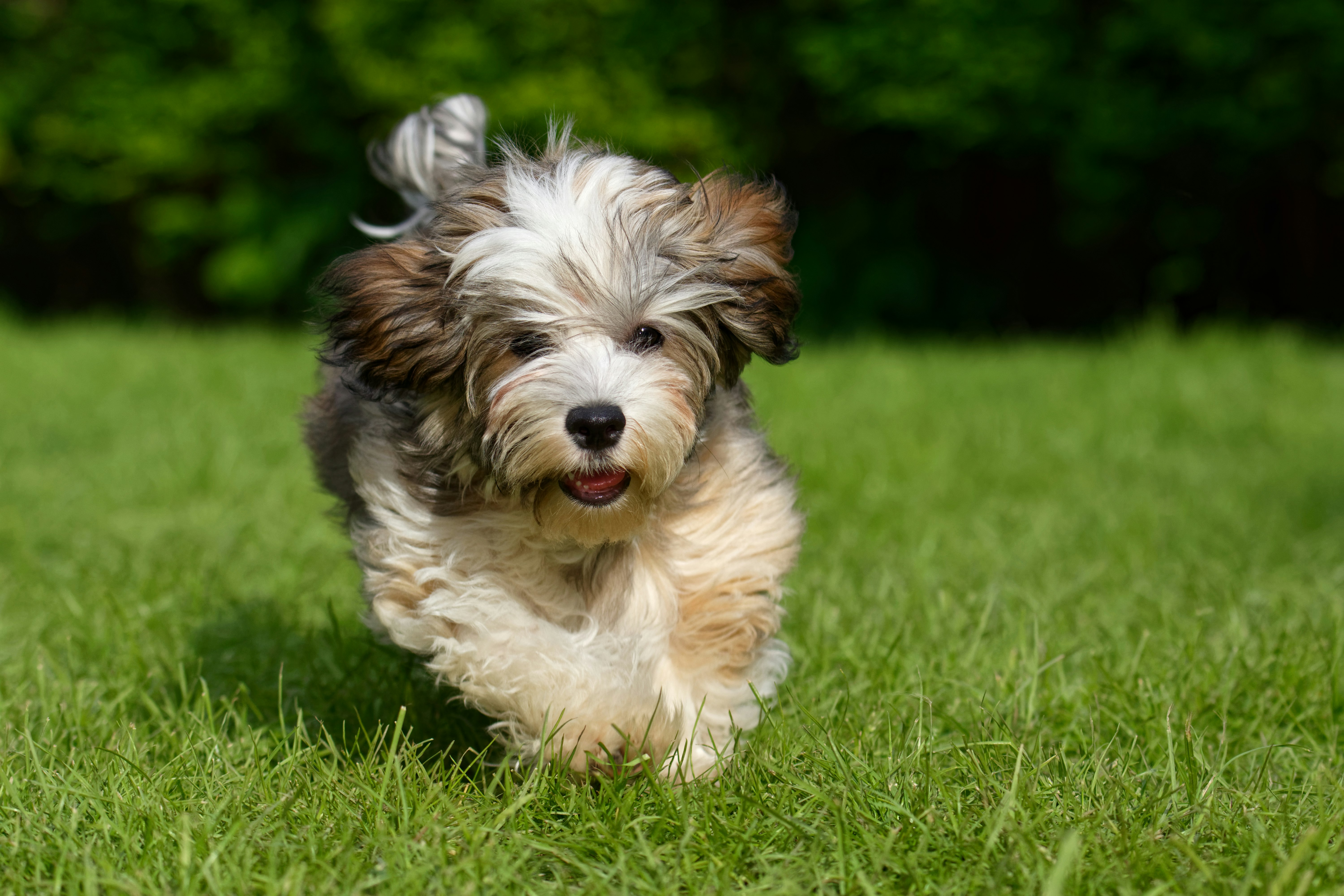 træ sporadisk med uret Her er de 10 mest populære hunde lige nu | Femina